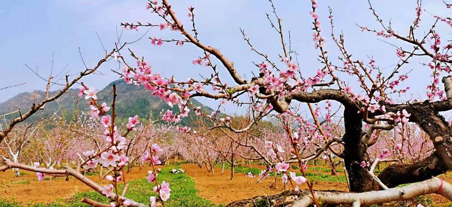 7号 《平谷桃花海》