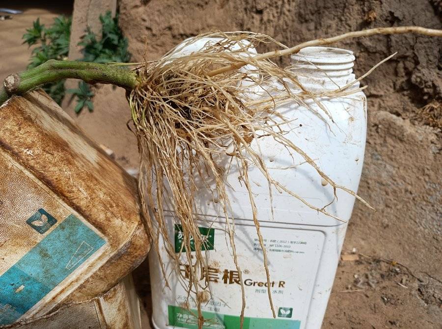 千层根秀好根-微投票